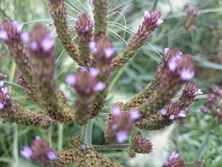 Free stock image of Purple Micro Flowers created by Elizabeth