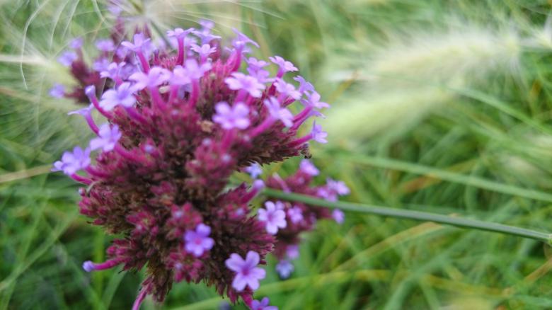 Free stock image of Close up Purple Flowers created by Elizabeth