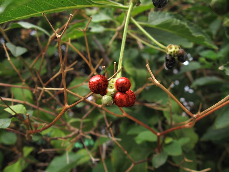 Free stock image of Forest Berries created by Elizabeth