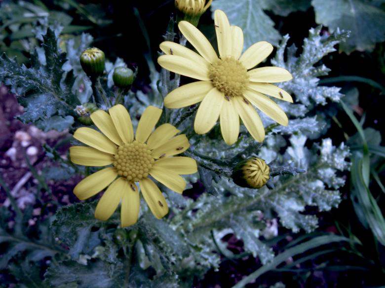 Free stock image of Tiny Flowers created by Elizabeth