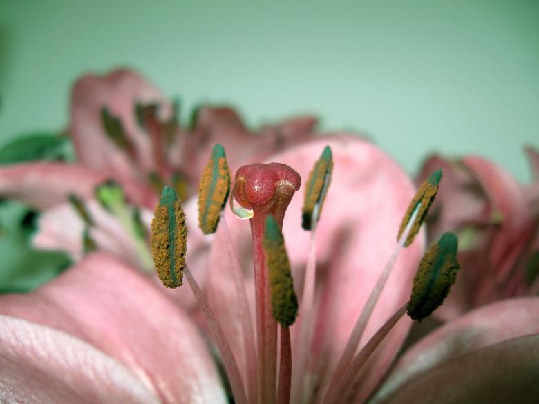 Free stock image of Lily After Rain created by Elizabeth