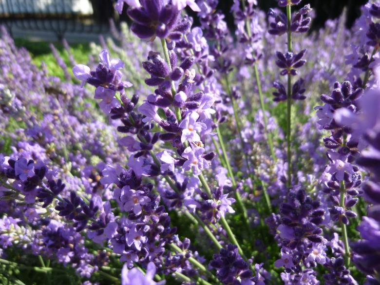 Free stock image of Lavender Field created by Elizabeth