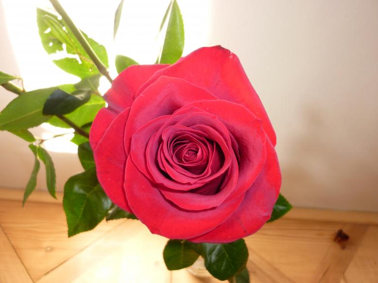 Free stock image of Beautiful Rose in a Vase created by Elizabeth