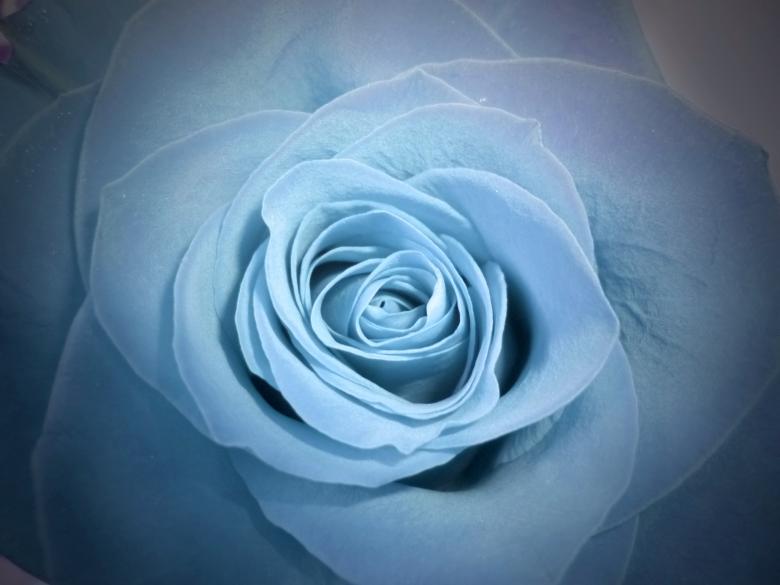 Free stock image of Blue Rose created by Elizabeth