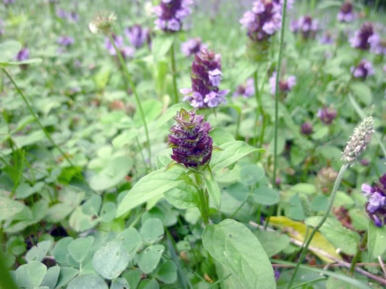 Free stock image of Lavender Flower created by Elizabeth