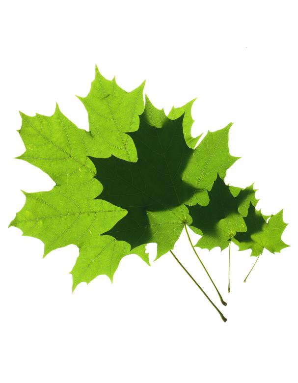 Free stock image of leaves isolated created by 2happy