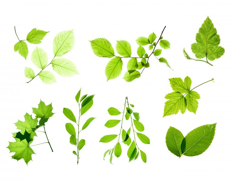 Free stock image of Set of Isolated Leaves created by 2happy