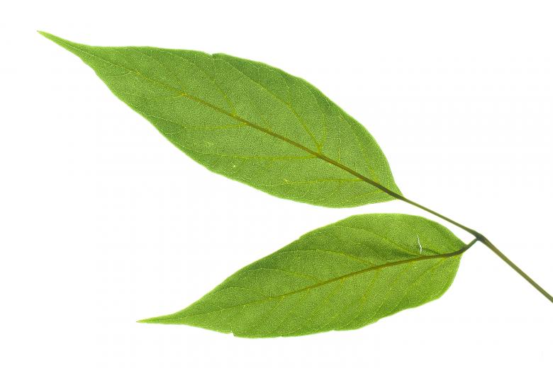 Free stock image of leaves isolated created by 2happy