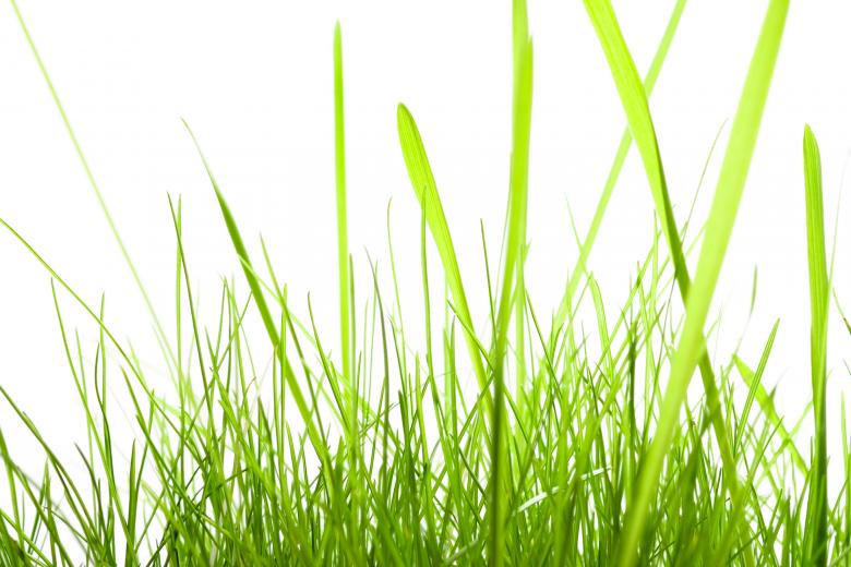 Free stock image of Green Grass created by 2happy