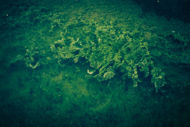 Free stock image of Vivid Green Seaweed created by Free Texture Friday
