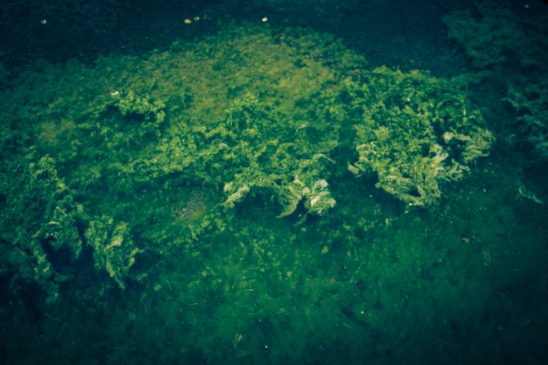 Free stock image of Green Seaweed created by Free Texture Friday