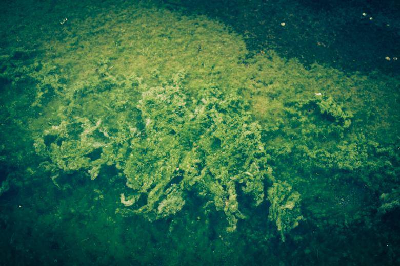 Free stock image of Green Seaweed Background created by Free Texture Friday