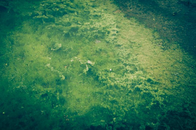 Free stock image of Green Seaweed Texture created by Free Texture Friday