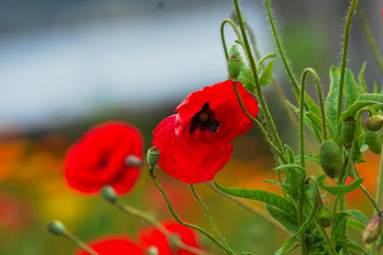 Free stock image of Red Flowers in Summer created by Richard Revel