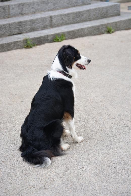 Free stock image of Dog Sitting on the Sidewalk created by Richard Revel
