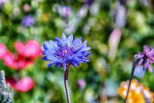 Vivid Blue Flower - Free Stock Photo