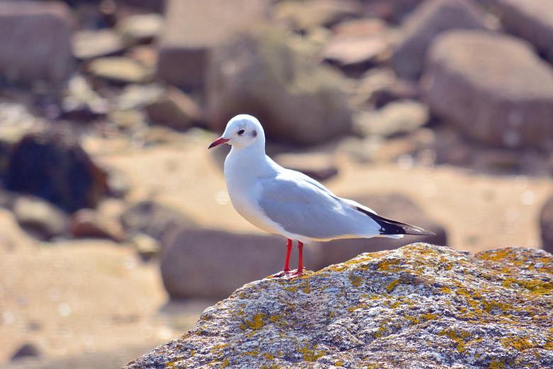 Free stock image of Bird Standing on Rock created by Richard Revel
