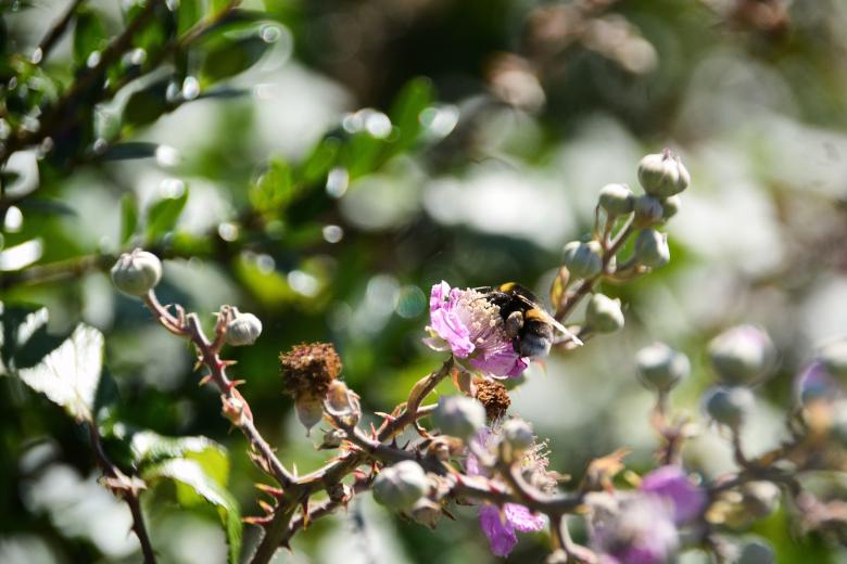 Free stock image of Closeup of Plants in Bloom created by Richard Revel