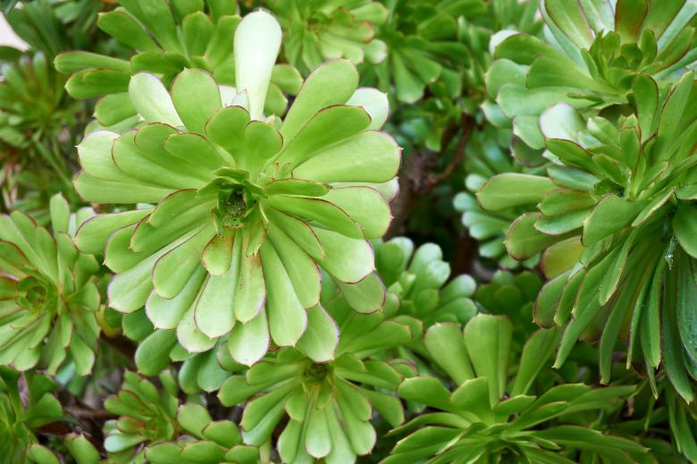 Free stock image of Green Plant Petals created by Richard Revel