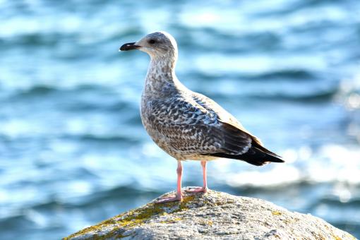 Seagull on a Rock