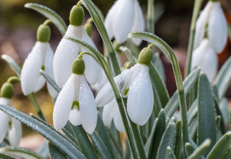 Free stock image of Snowdrop flower created by Janis Urtans