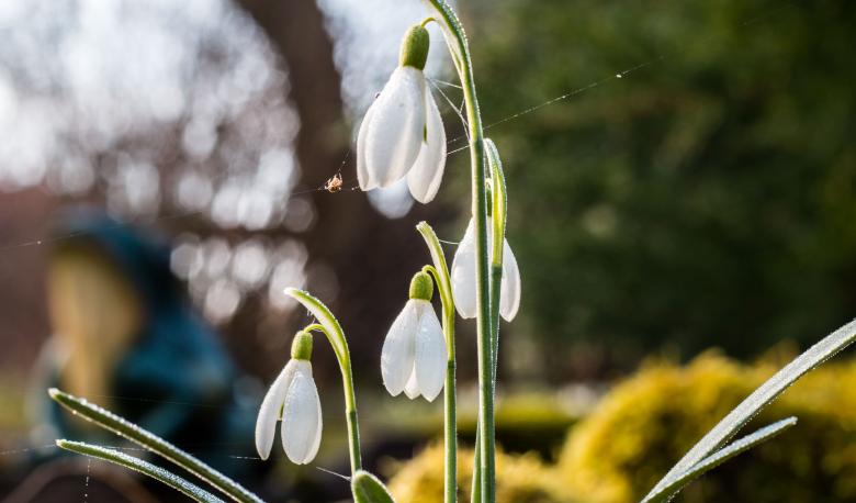 Free stock image of Snowdrop flower created by Janis Urtans