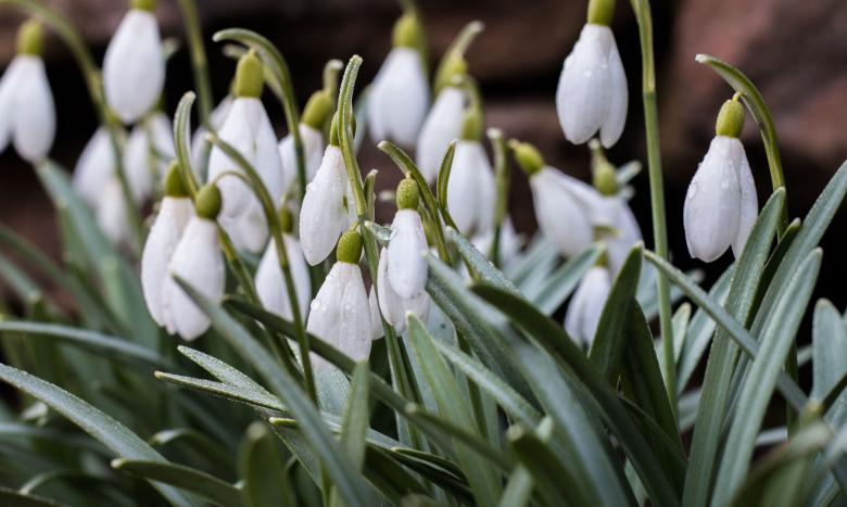 Free stock image of Snowdrop flower created by Janis Urtans