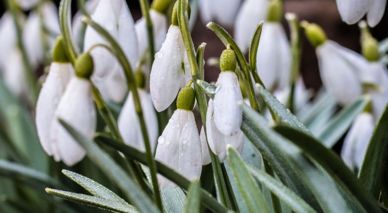 Free stock image of Snowdrop flower created by Janis Urtans