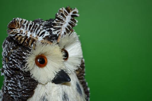 Free Stock Photo of Owl