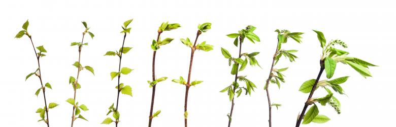 Free stock image of Isolated Branches with Leaves created by 2happy
