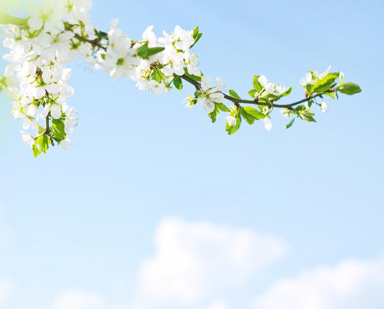 Free stock image of Branch with Spring Flowers created by 2happy