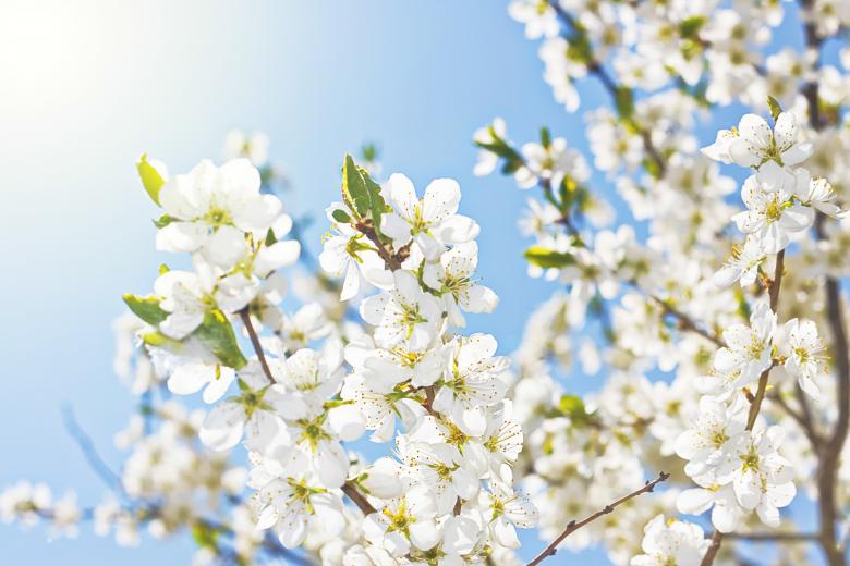 Free stock image of White Spring Flowers created by 2happy