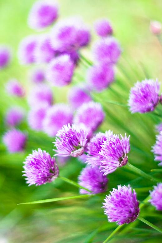 Free stock image of Purple Spring Flowers created by 2happy