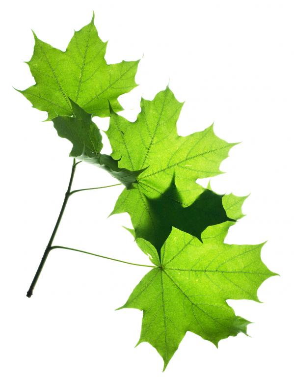 Free stock image of Branch With Green Leaves created by 2happy