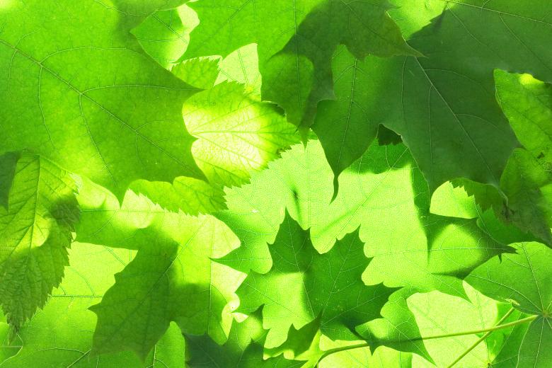 Free stock image of Green Natural Leaves created by 2happy