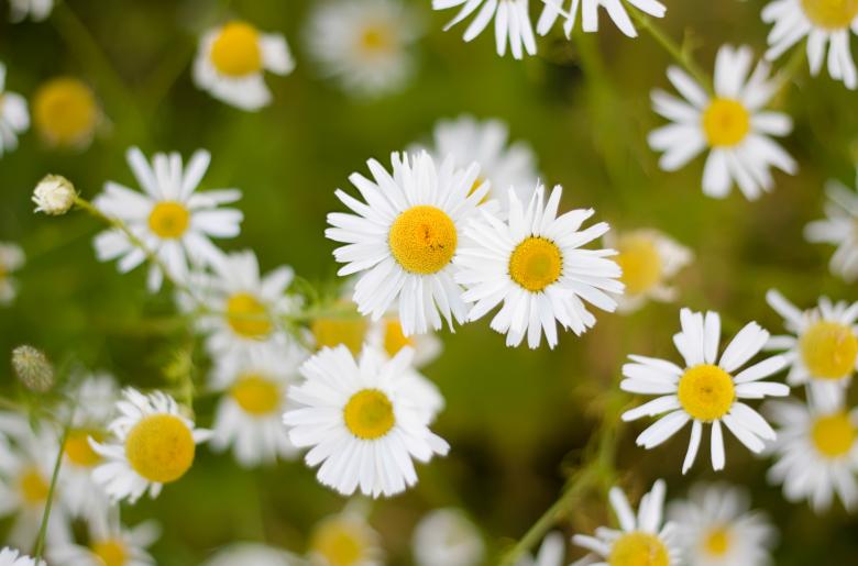 Free stock image of Wild Chamomiles created by 2happy