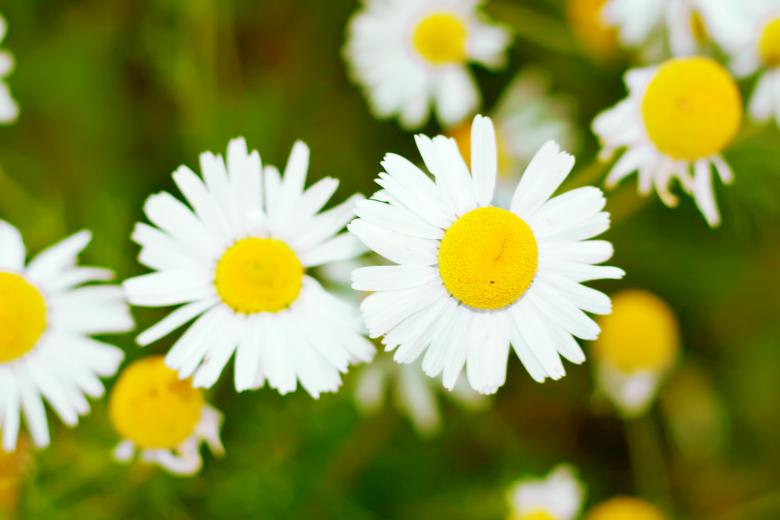 Free stock image of Chamomiles created by 2happy