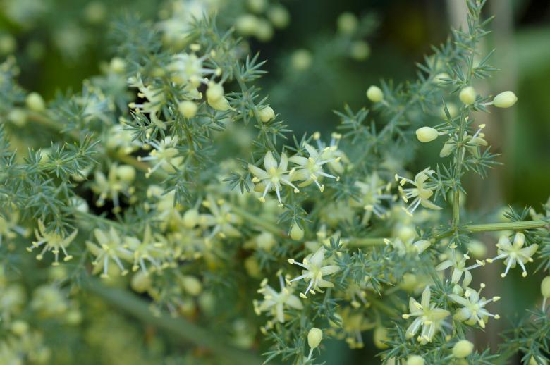 Free stock image of Little Fowers created by Iva Villi