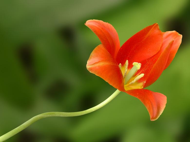 Free stock image of Red Tulip Closeup created by Iva Villi