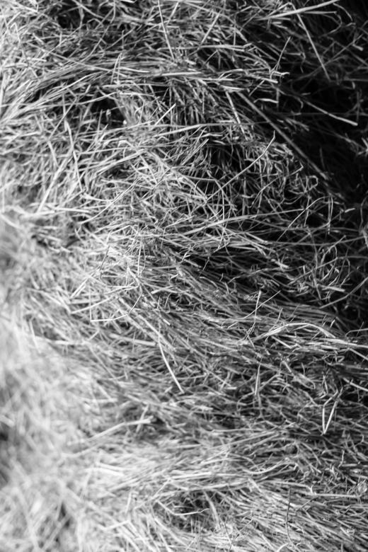 Free stock image of Dry Grass Texture created by Bjorgvin