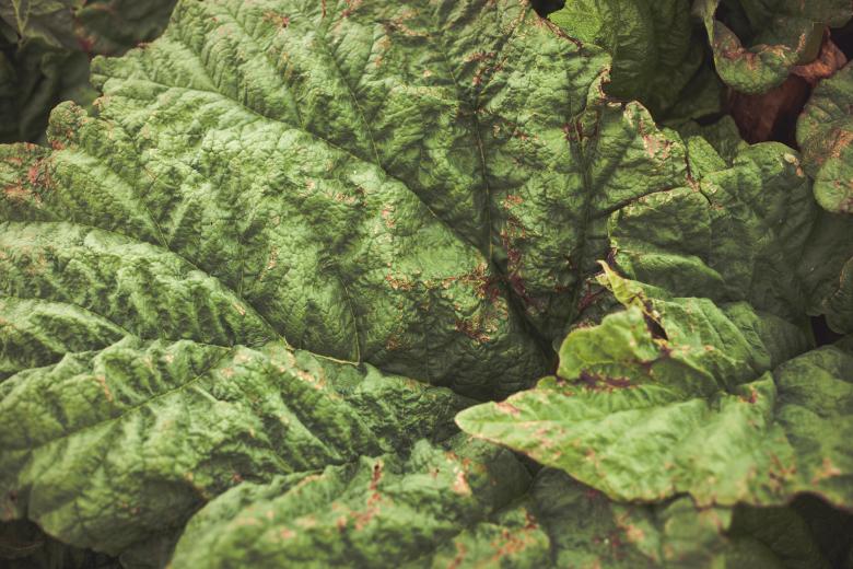 Free stock image of  Green Rhubarb Leaf created by Bjorgvin