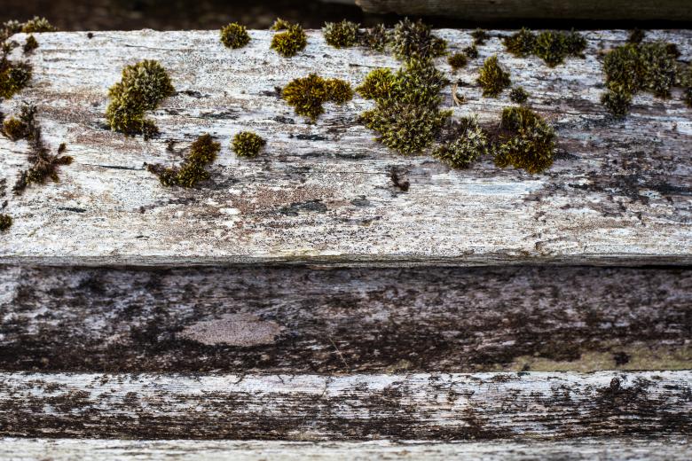 Free stock image of Old Wood with Moss created by Bjorgvin
