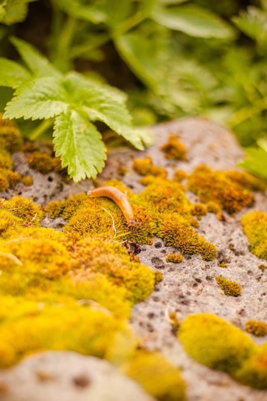 Free stock image of Small Snail on Moss created by Bjorgvin