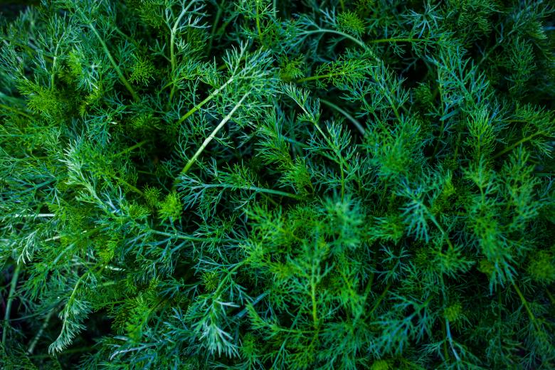Free stock image of Dark Green Plants created by Bjorgvin