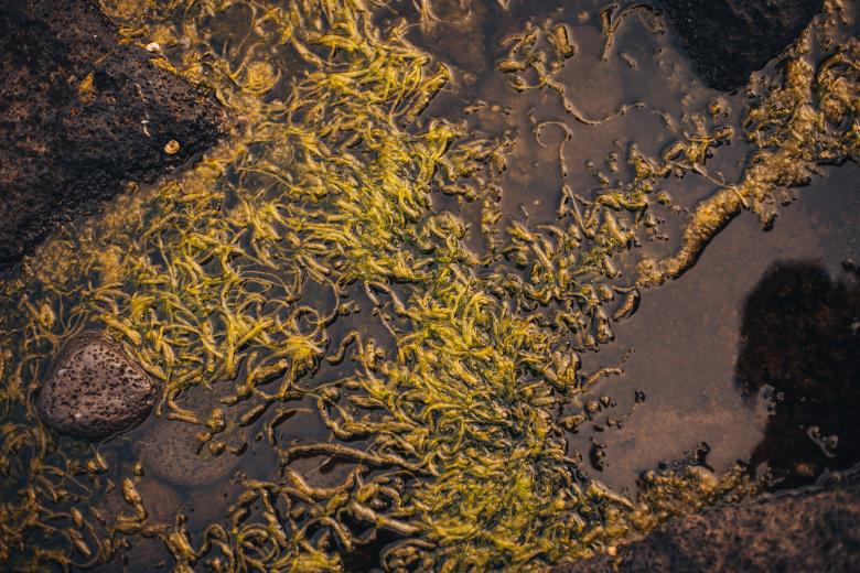 Free stock image of Wet Seaweed Texture created by Bjorgvin