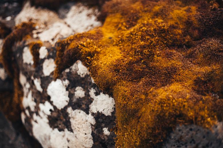 Free stock image of Moss Covered Rocks created by Bjorgvin