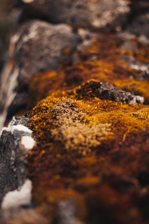 Free stock image of Moss on Rocks created by Bjorgvin