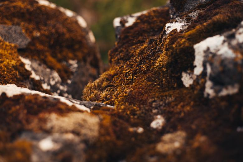 Free stock image of Icelandic Moss created by Bjorgvin
