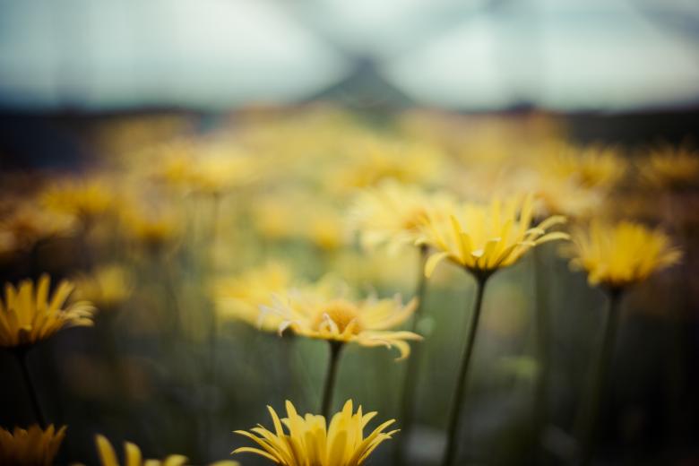 Free stock image of Yellow Icelandic Wildflowers created by Bjorgvin