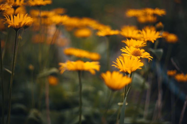 Free stock image of Icelandic Wildflowers created by Bjorgvin